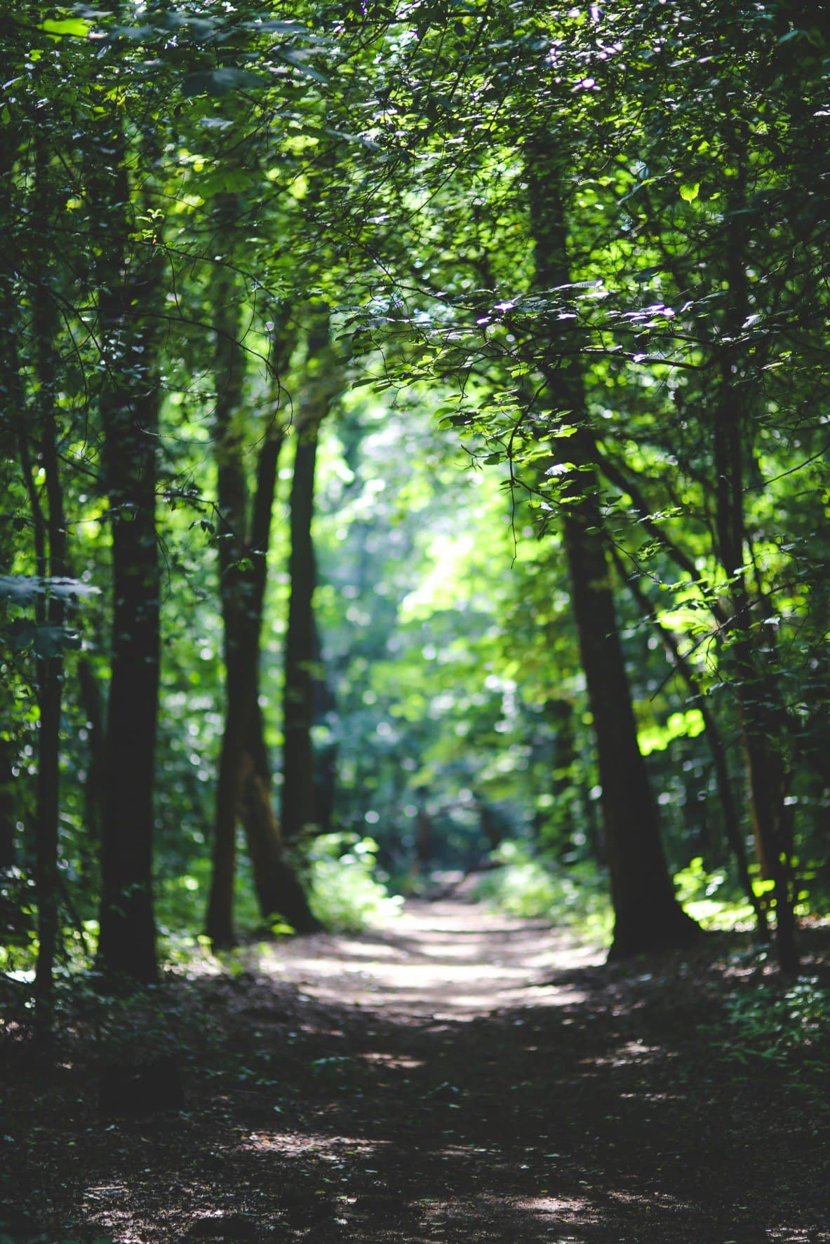 Pathway in forrest
